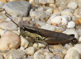Olive-green Swamp Grasshopper